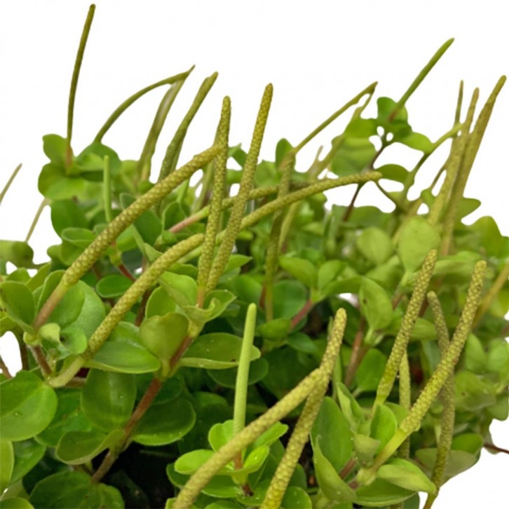 Peperomia Mini Valley