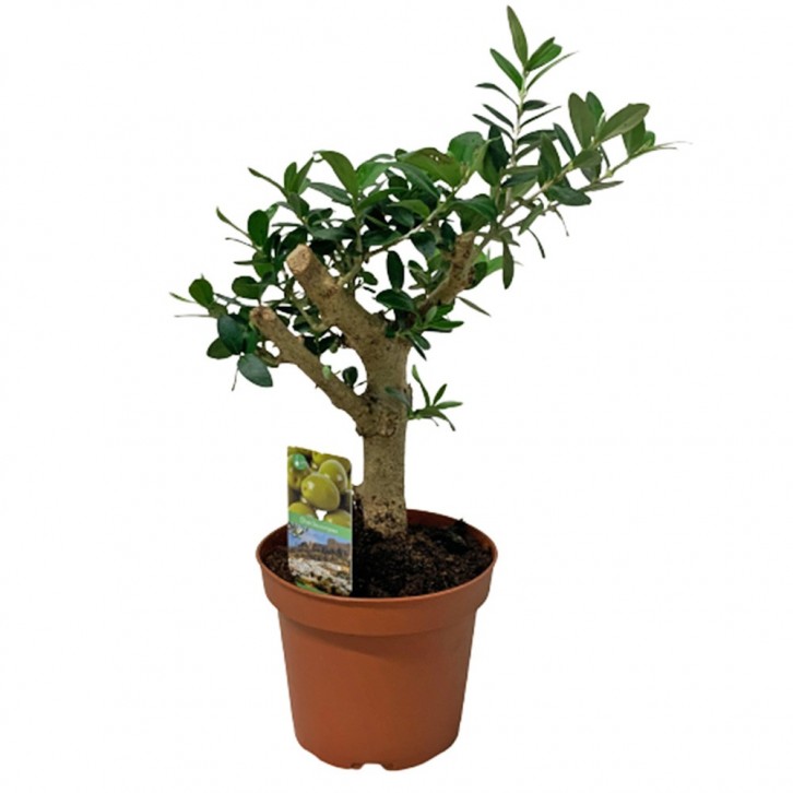 Olive Tree (Olea Europaea) HOLLAND