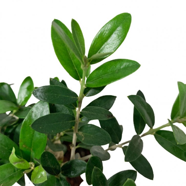 Olive Tree (Olea Europaea) HOLLAND