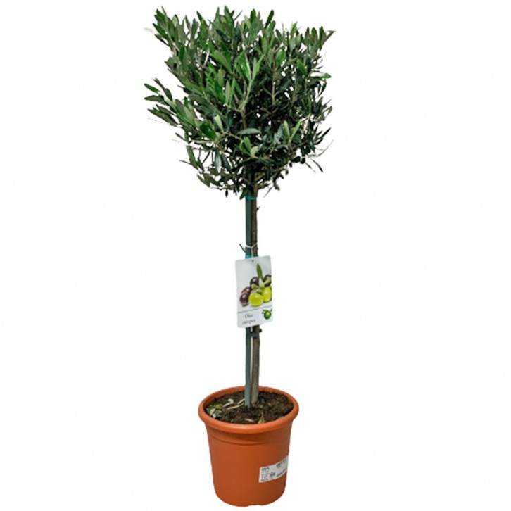 Olive Tree (Olea Europaea) HOLLAND