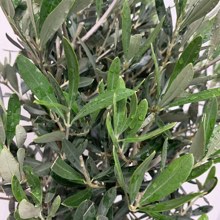 Olive Tree (Olea Europaea) HOLLAND