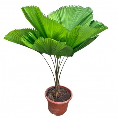 Licuala Grandis (Grand Fan Palm)
