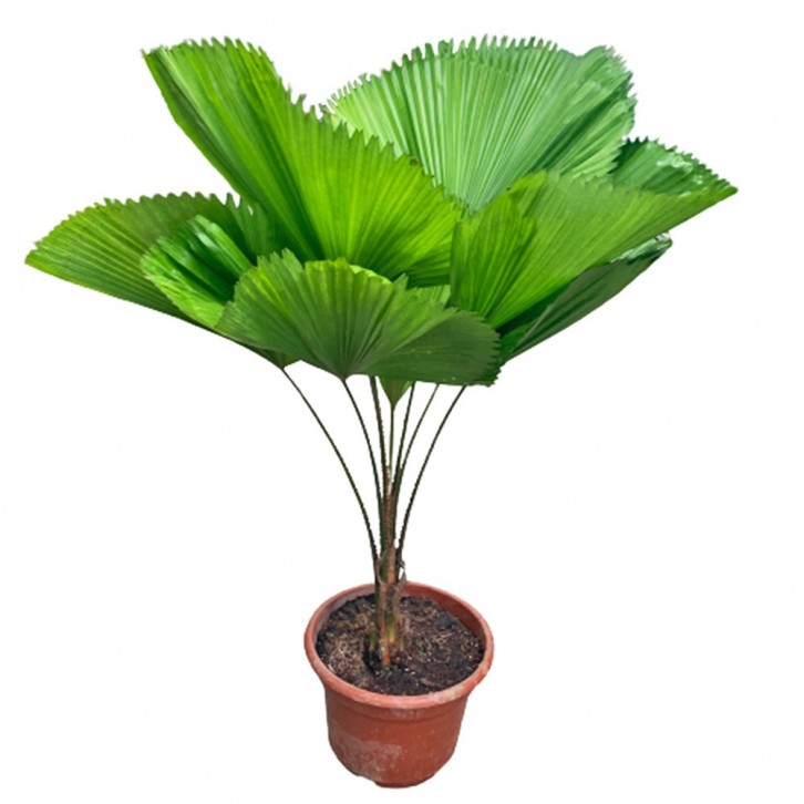 Licuala Grandis (Grand Fan Palm)