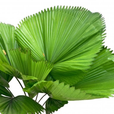 Licuala Grandis (Grand Fan Palm)