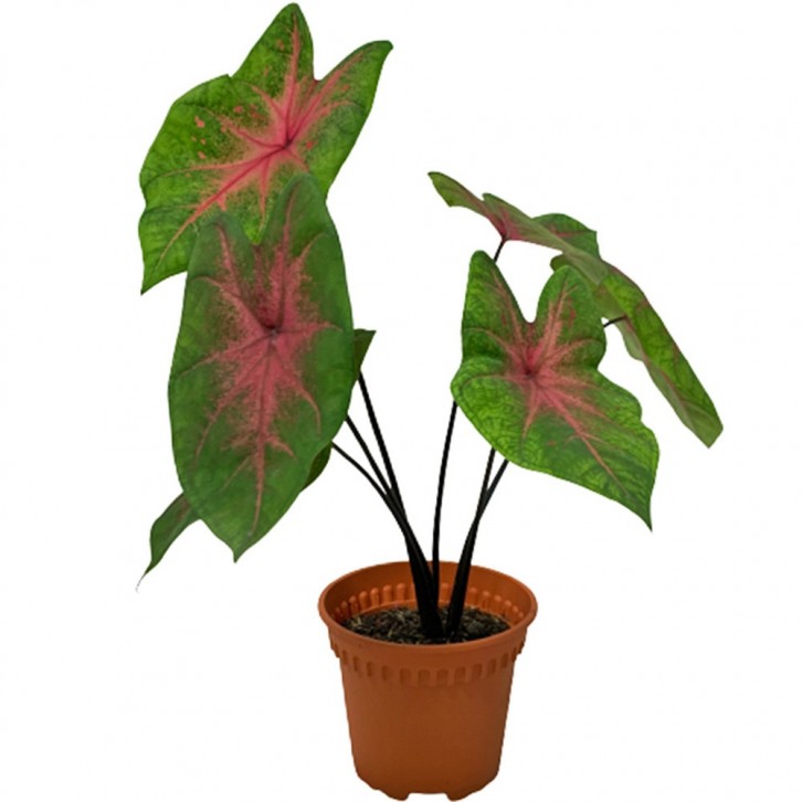 Caladium 'Postman Joyner'