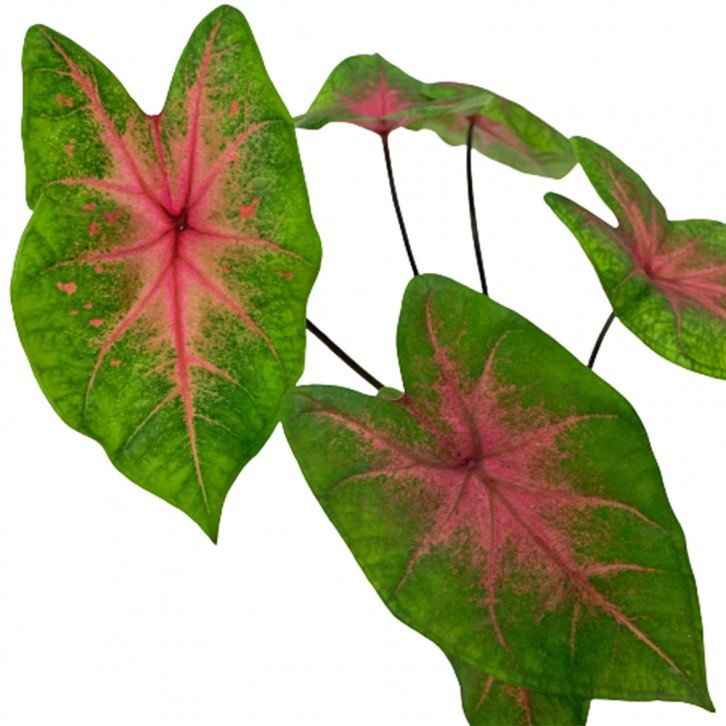 Caladium 'Postman Joyner'