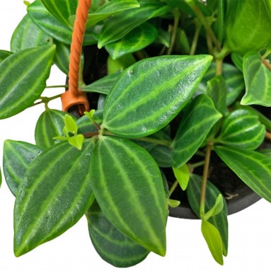 Peperomia angulata (Peperomia quadrangularis)