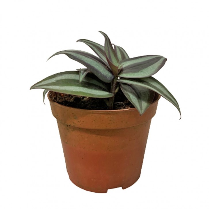 Tradescantia Zebrina 'Red Gem' (Wandering Jew)