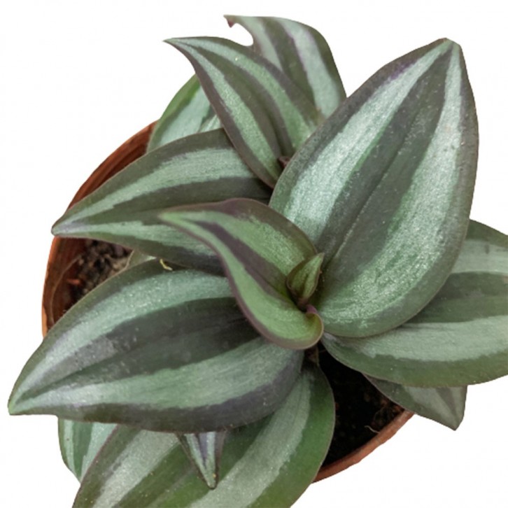 Tradescantia Zebrina 'Red Gem' (Wandering Jew)