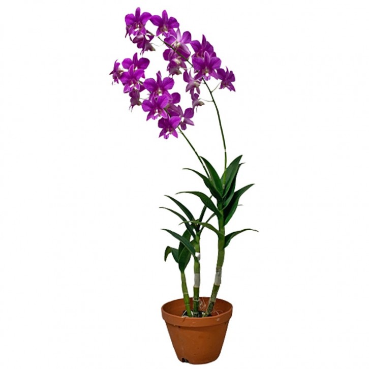 Potted Assorted Orchid Plant (Dendrobium)