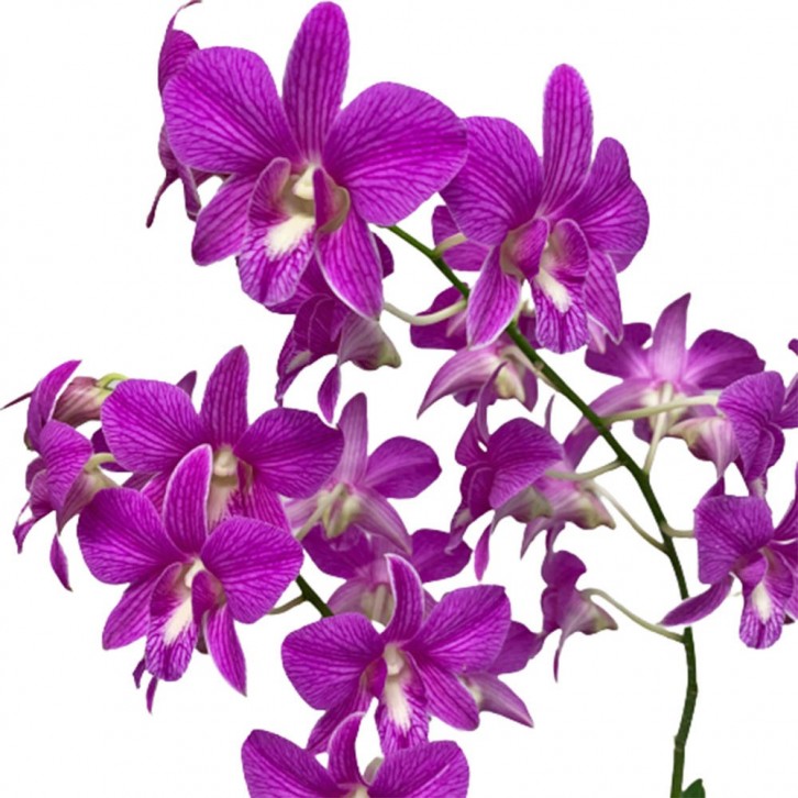 Potted Assorted Orchid Plant (Dendrobium)