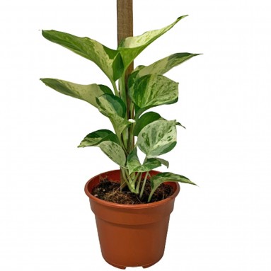 Epipremnum Manjula (Money Plant)