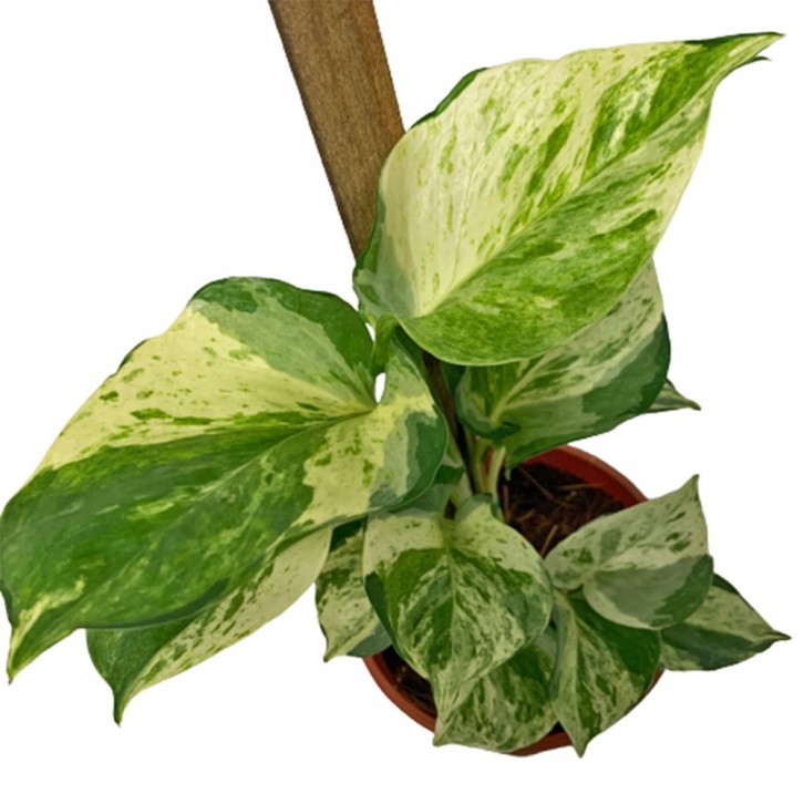Epipremnum Manjula (Money Plant)