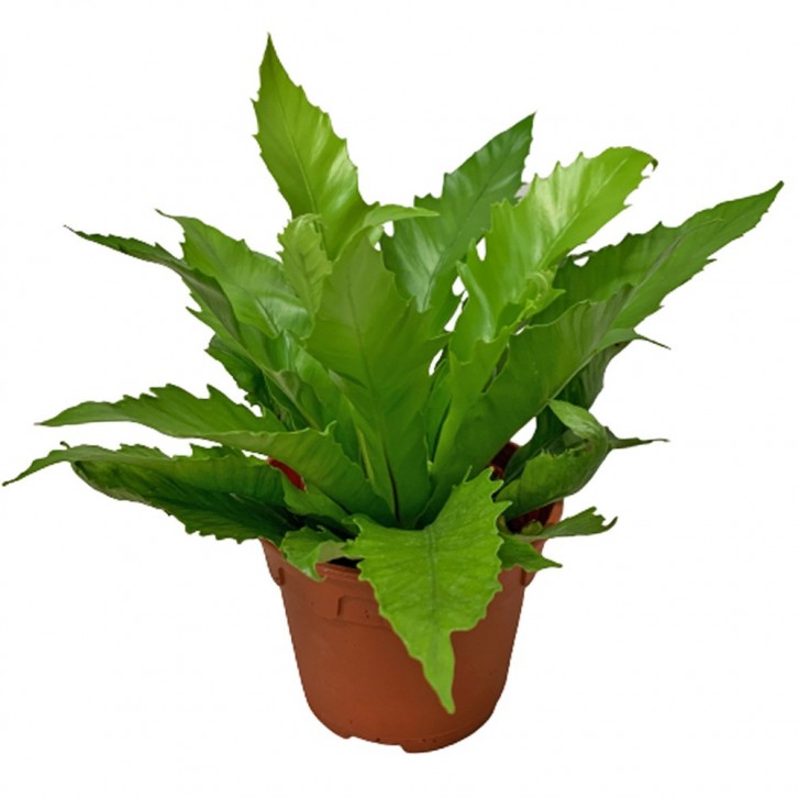 Asplenium Antiquum (Birdnest Fern)