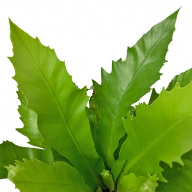 Asplenium Antiquum (Birdnest Fern)