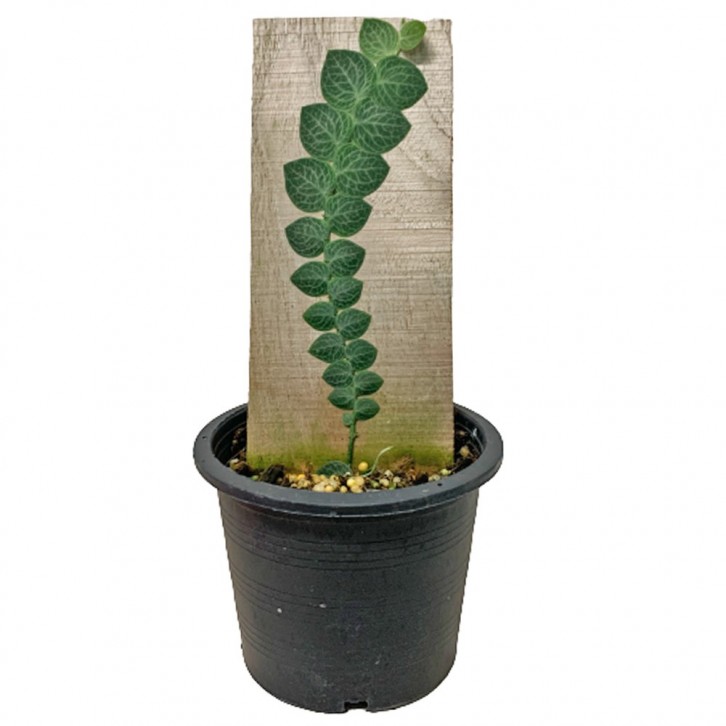 Rhaphidophora Cryptantha