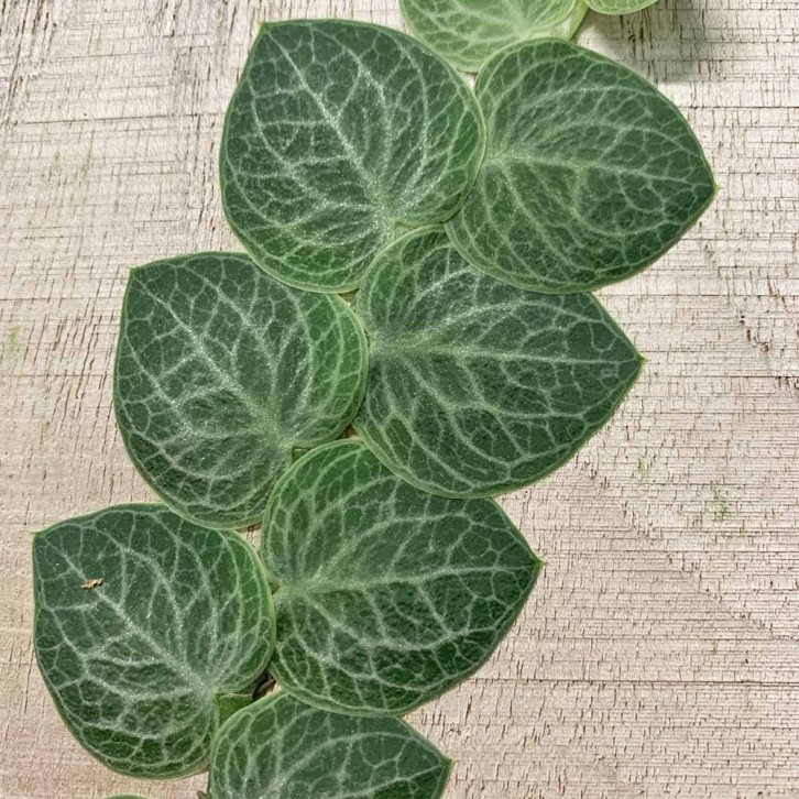 Rhaphidophora Cryptantha