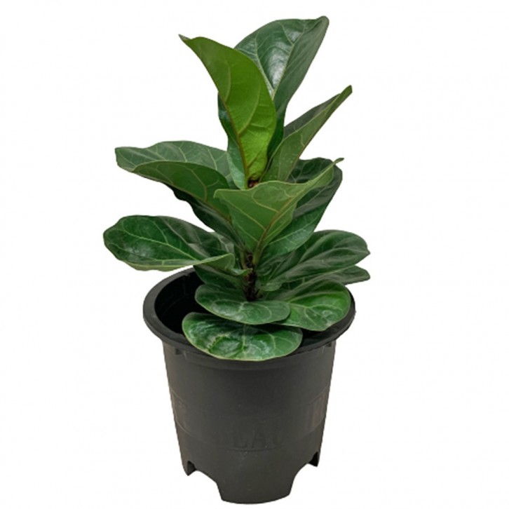 Ficus Lyrata Compacta
