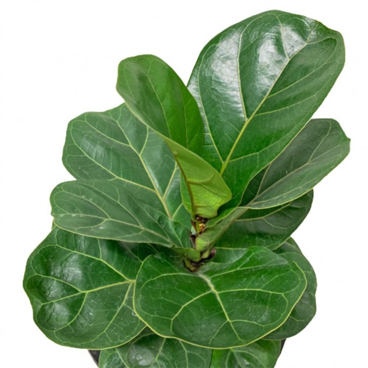Ficus Lyrata Compacta