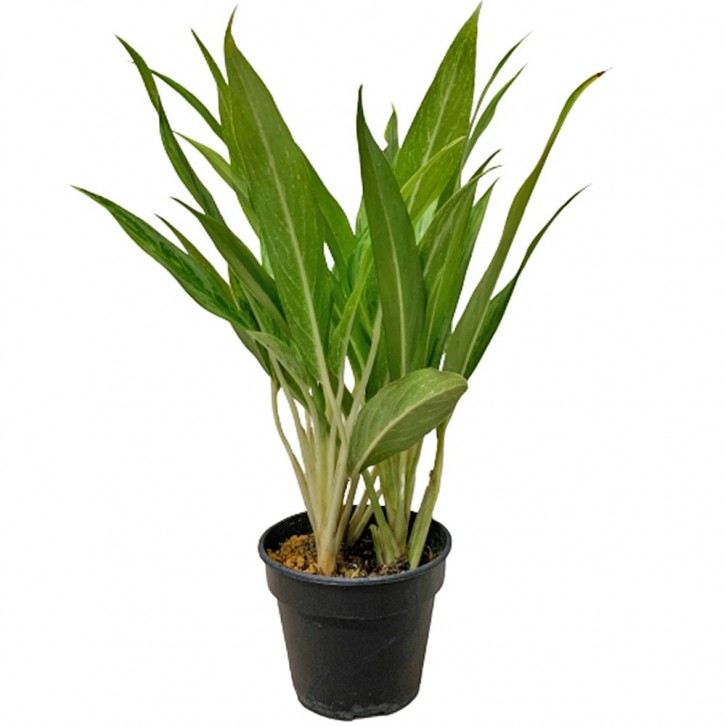 Aglaonema Cutlass (Chinese Evergreen)