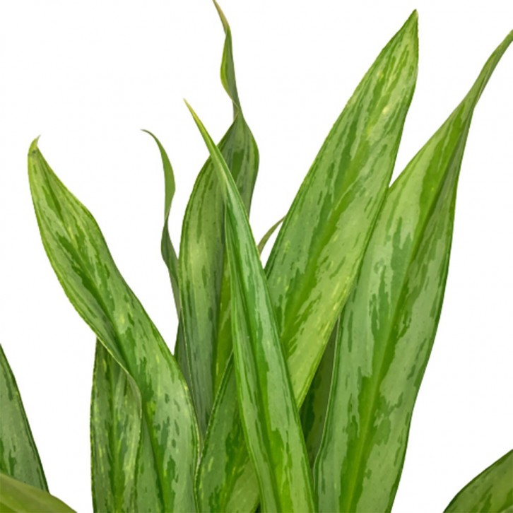 Aglaonema Cutlass (Chinese Evergreen)