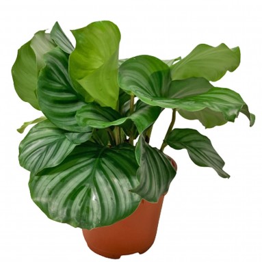Calathea Orbifolia