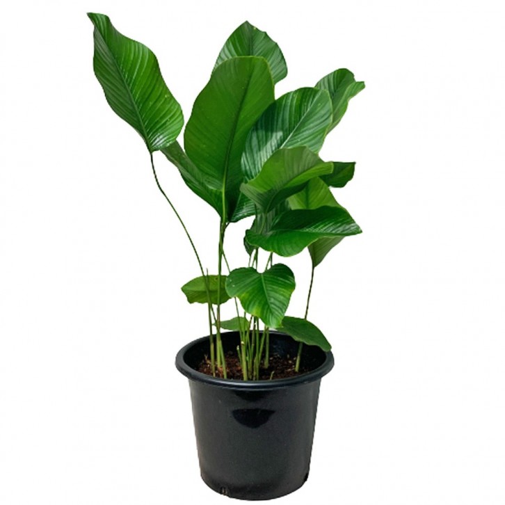 Thaumatococcus Daniellii (Sweet Prayer Plant)