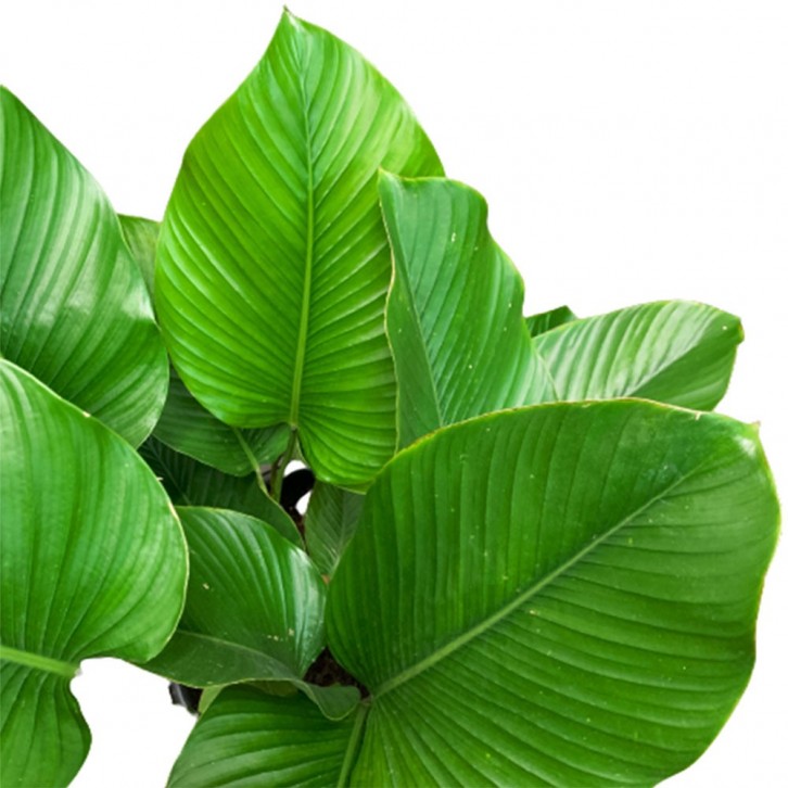 Thaumatococcus Daniellii (Sweet Prayer Plant)