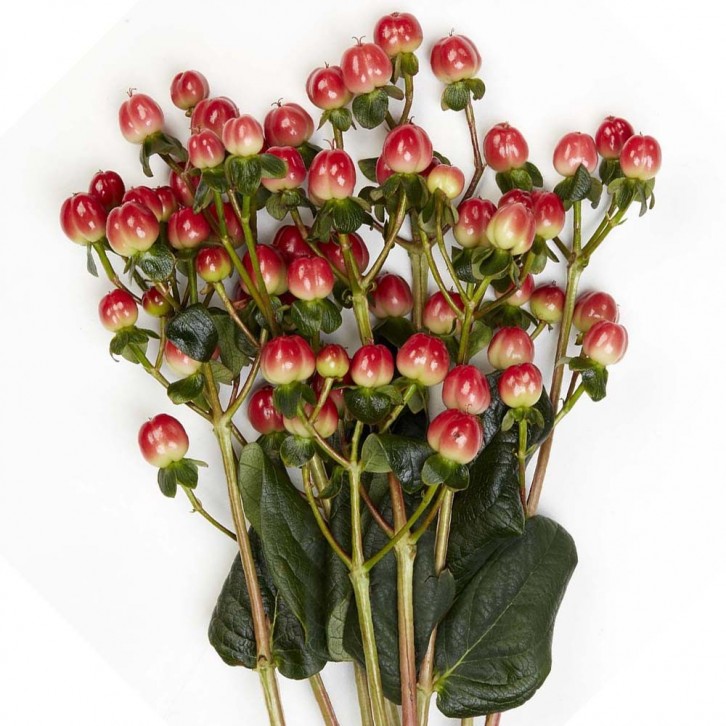 FreshCut Hypericum Berries