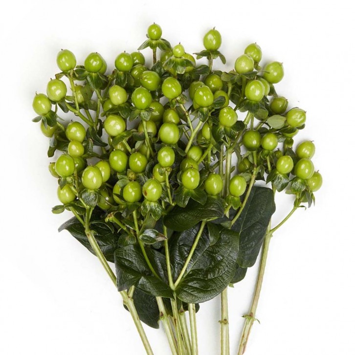 FreshCut Hypericum Berries