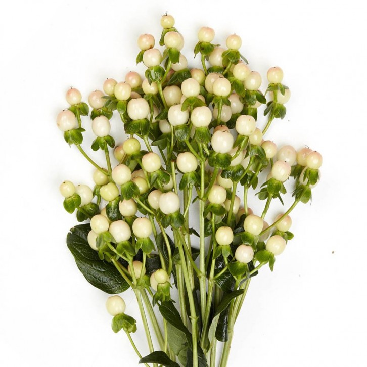 FreshCut Hypericum Berries
