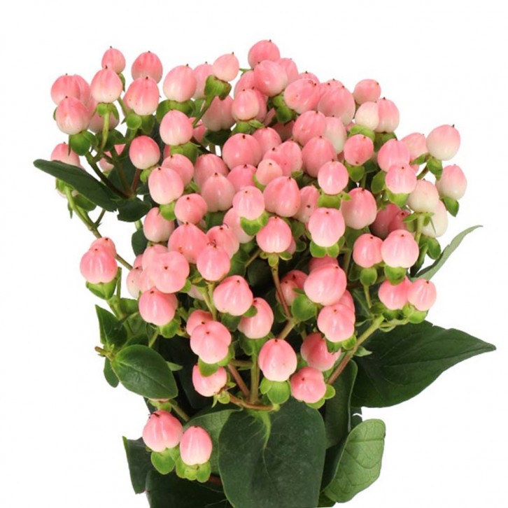 FreshCut Hypericum Berries