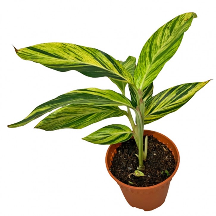 Alpinia Zerumbet Variegated (Shell Ginger)
