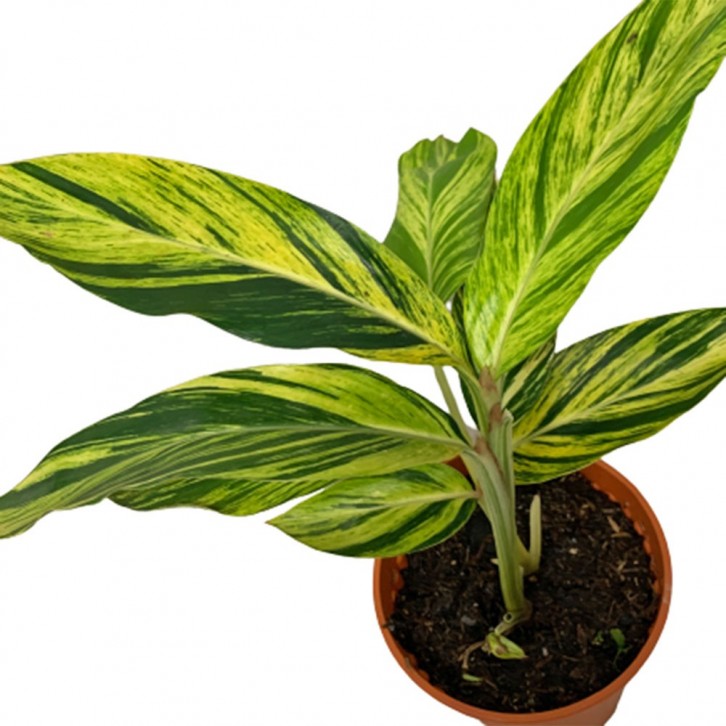 Alpinia Zerumbet Variegated (Shell Ginger)