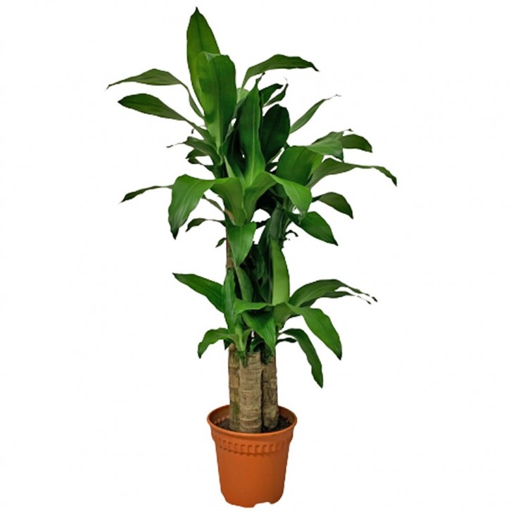Dracaena Fragrans - Multi Stems (Iron Plant)