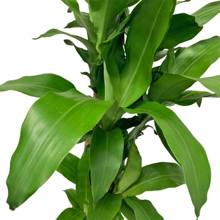 Dracaena Fragrans - Multi Stems (Iron Plant)