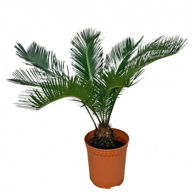 Sago Palm (Cycas Revoluta)