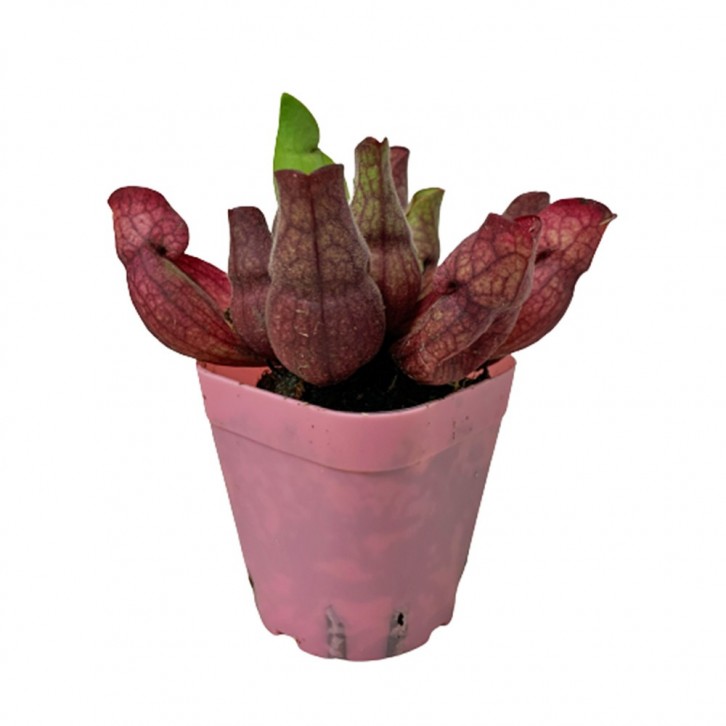 Trumpet Pitchers (Sarracenia)