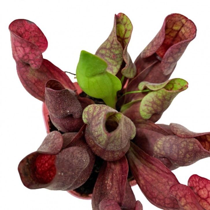 Trumpet Pitchers (Sarracenia)