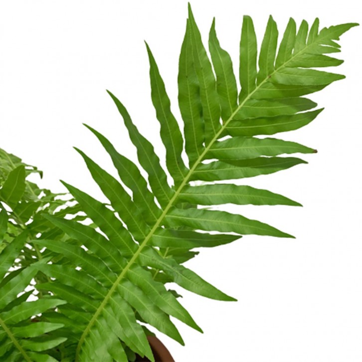 Blechnum Gibbum (Dwarf Tree Fern)