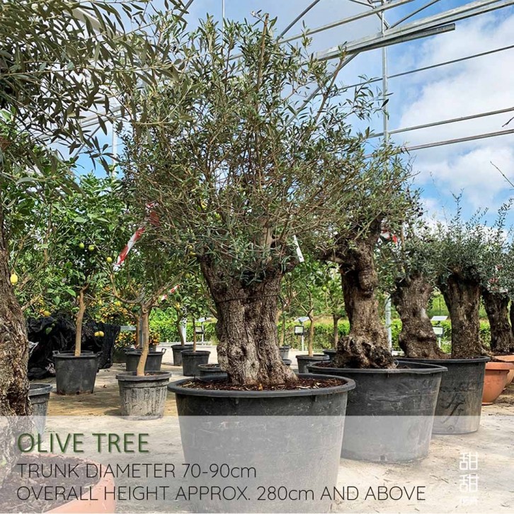Mature Olive Tree (Olea Europaea)