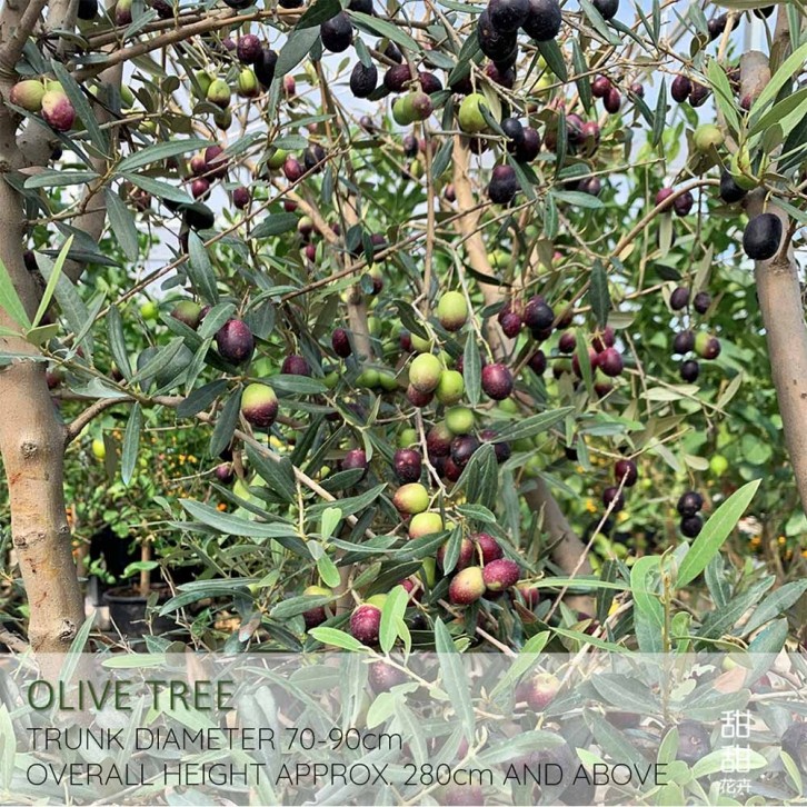 Mature Olive Tree (Olea Europaea)