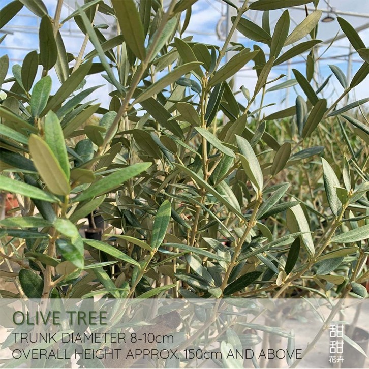 Mature Olive Tree (Olea Europaea)
