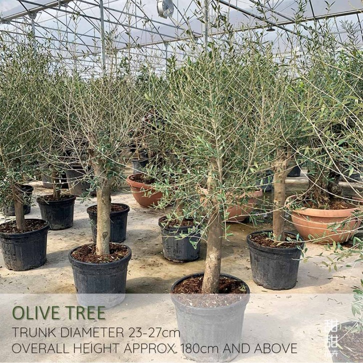 Mature Olive Tree (Olea Europaea)