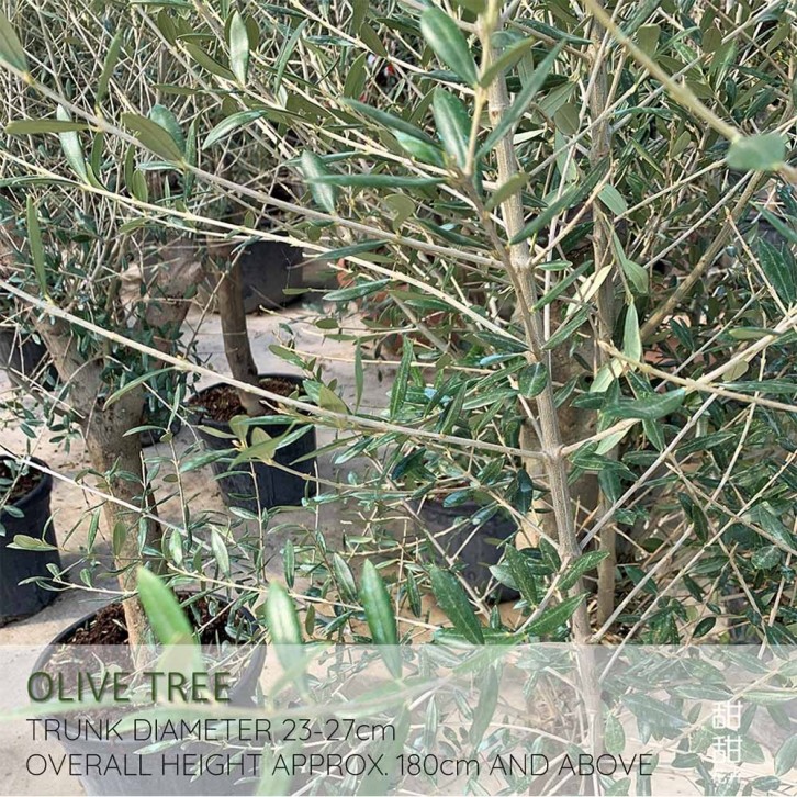 Mature Olive Tree (Olea Europaea)