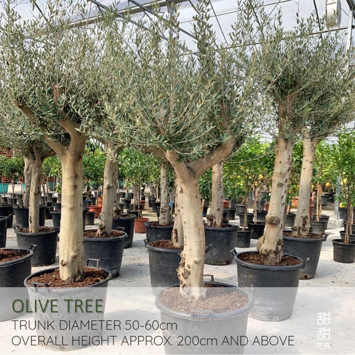 Mature Olive Tree (Olea Europaea)