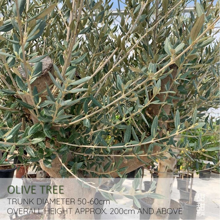 Mature Olive Tree (Olea Europaea)
