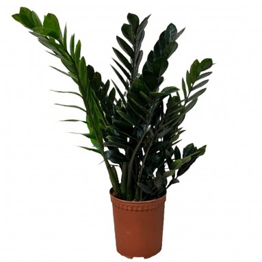 Zamioculcas Zamiifolia 黑金 Raven Black (ZZ Plant)