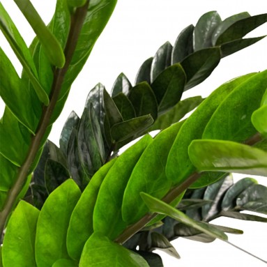 Zamioculcas Zamiifolia 黑金 Raven Black (ZZ Plant)