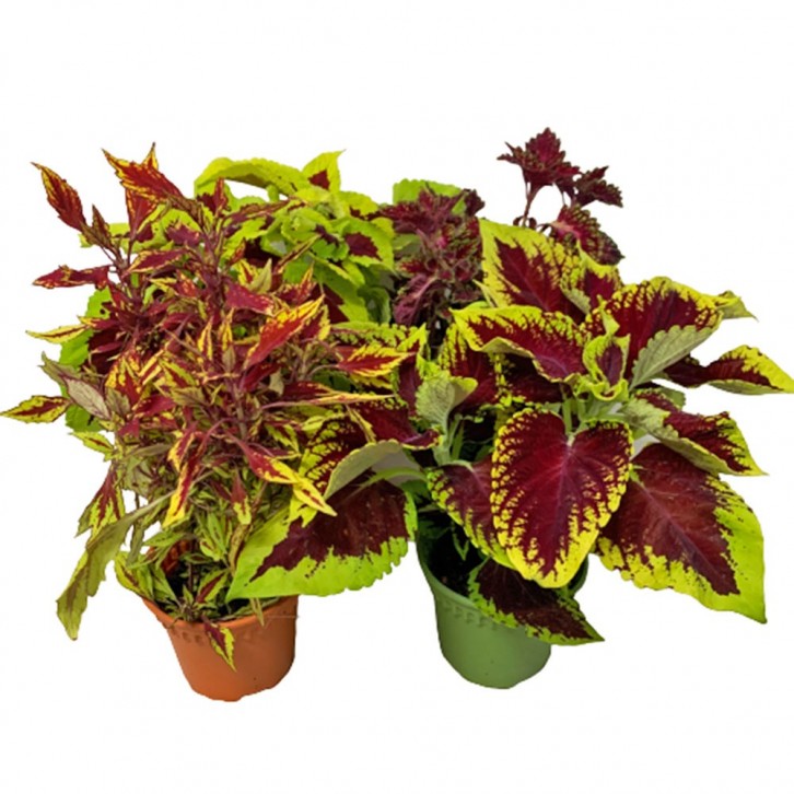 Coleus Scutellarioides 五彩苏